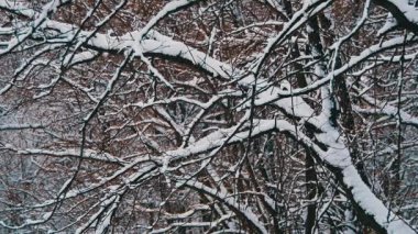 Karlı kış ormanı