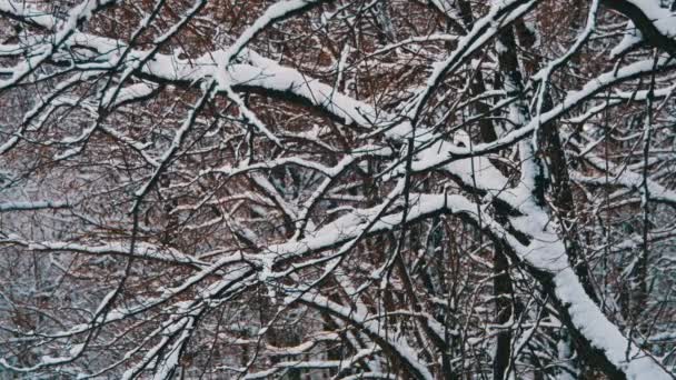 Bosque de invierno nevado — Vídeos de Stock