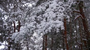Kış gün karla kaplı Noel ağacı dalları düşen kar. Ağır çekim