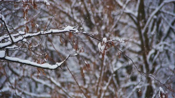 Foresta invernale con albero nevoso. Rallentatore — Video Stock