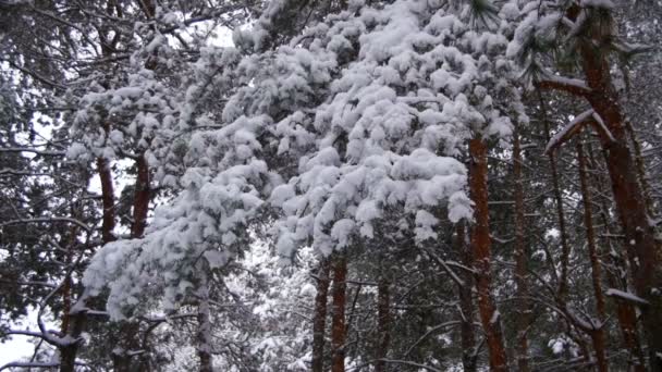 Snow Falling from the Snow-Covered Christmas Tree Branches in Winter Day. Slow Motion — Stock Video