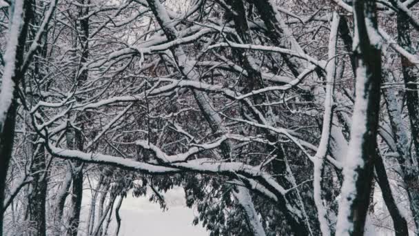 forêt enneigée d'hiver