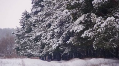 Kış çam ormanı ile karlı Noel ağaçları