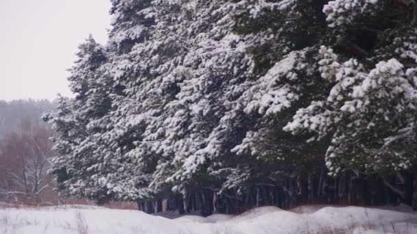 Vinter tallskog med snöiga julgranar — Stockvideo