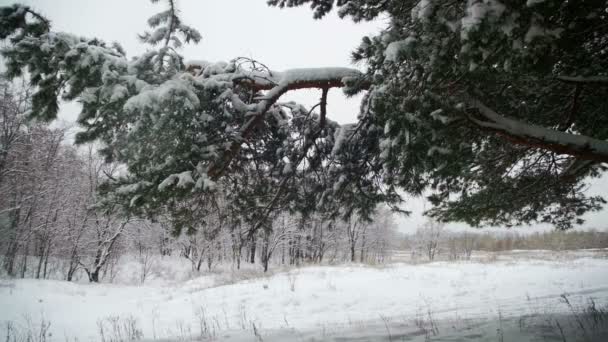 Nieve cayendo de las ramas cubiertas de nieve del árbol de Navidad en el día de invierno. Moción lenta — Vídeo de stock