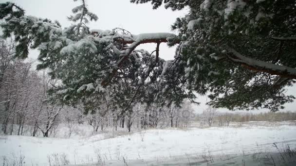 Sníh padá z větví zasněžený vánoční strom v zimě. Zpomalený pohyb