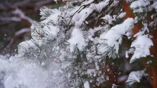 Nieve cayendo de las ramas cubiertas de nieve del árbol de Navidad en el día de invierno. Moción lenta — Vídeos de Stock