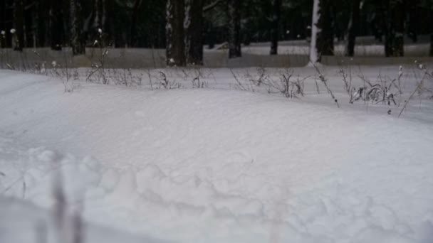 Mann, der an einem verschneiten Tag im Tiefschnee im Winterwald spaziert. Zeitlupe — Stockvideo