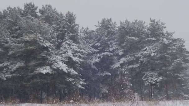 Winter Forest med snöiga julgran — Stockvideo