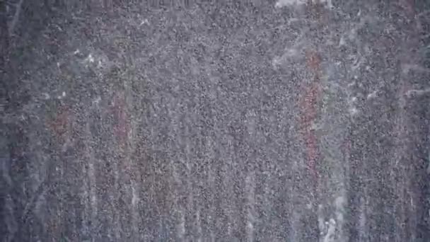 Snöfall i vinter tallskog med snöiga julgranar. Slow Motion — Stockvideo