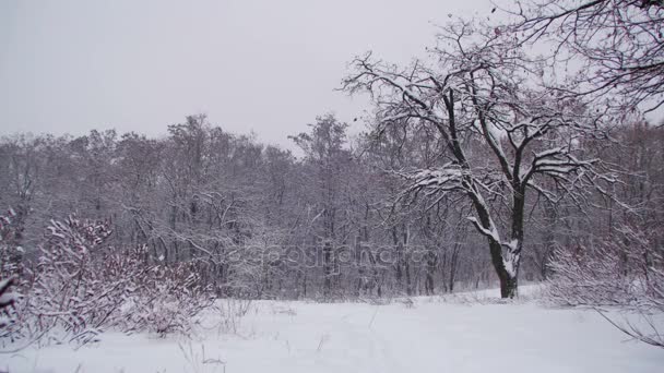 Bosque de invierno con árbol nevado — Vídeo de stock