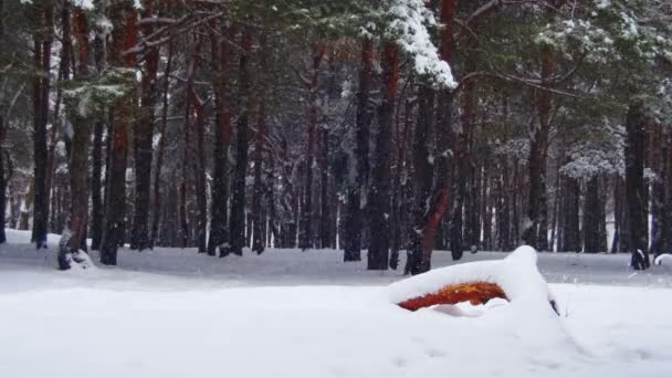 Sníh padá v zimě borovém lese s zasněžené vánoční stromky — Stock video