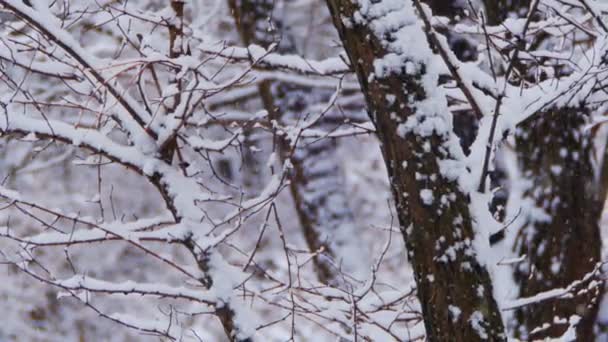 Bosque de invierno con árbol nevado — Vídeo de stock