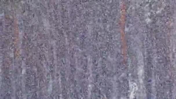 Nieve en el bosque de pinos de invierno con árboles de Navidad nevados — Vídeos de Stock