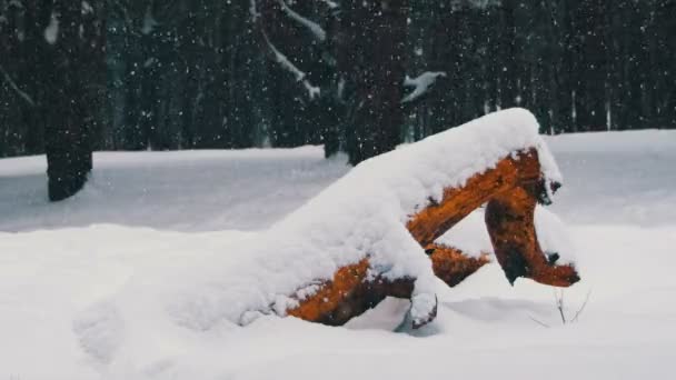 木材のログを雪に覆われた冬の松林背景 — ストック動画