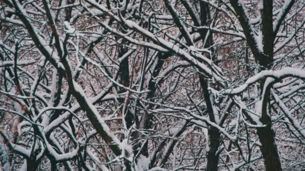 Floresta nevada de inverno — Vídeo de Stock