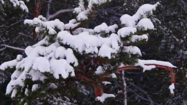 冬季松林与冰雪覆盖的分支圣诞树 — 图库视频影像