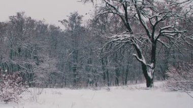 Kış orman karlı ağaç ile