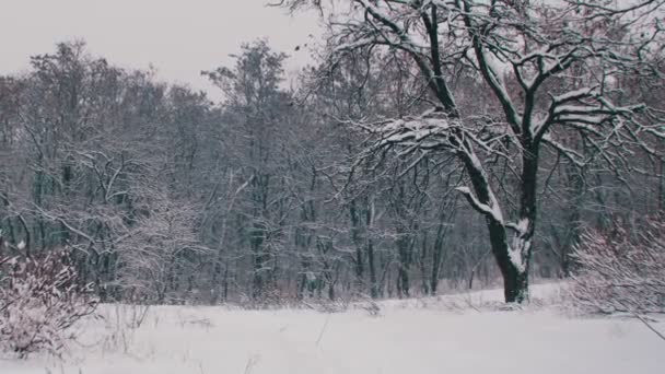 Bosque de invierno con árbol nevado — Vídeos de Stock