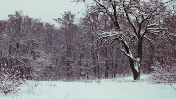 Zimní les zasněžený strom — Stock video