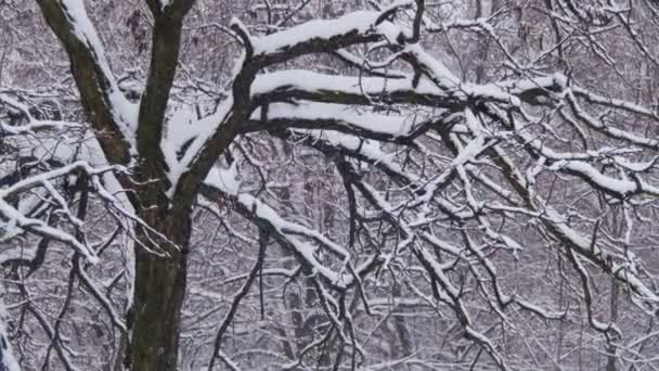 Winterwald mit schneebedecktem Baum — Stockvideo