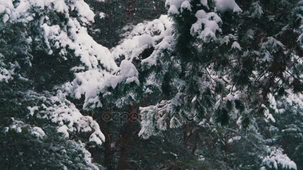 Chute de neige dans la forêt de pins d'hiver avec des arbres de Noël enneigés 