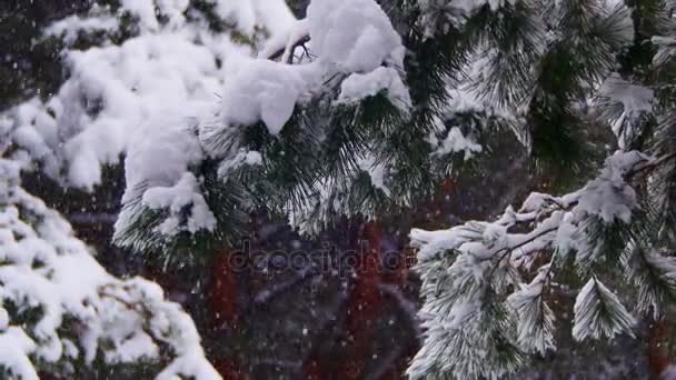 雪に覆われたクリスマス ツリーと冬の松林に雪が降りました — ストック動画