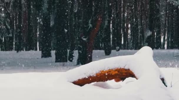 Snö och tallskog - jul bakgrund — Stockvideo