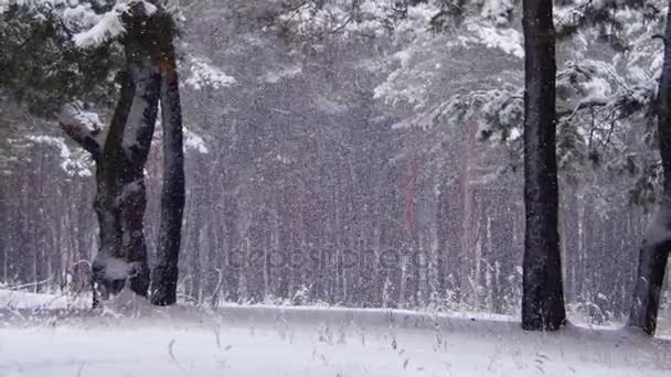 Queda de neve na floresta de pinheiros de inverno com árvores de Natal nevadas — Vídeo de Stock