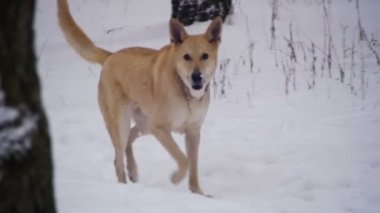 Kış ormanda yürüyen köpek. Ağır çekim