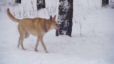Kış ormanda yürüyen köpek. Ağır çekim