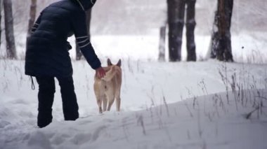 Kadın ile köpek kış ormanda yürüyüş. Ağır çekim