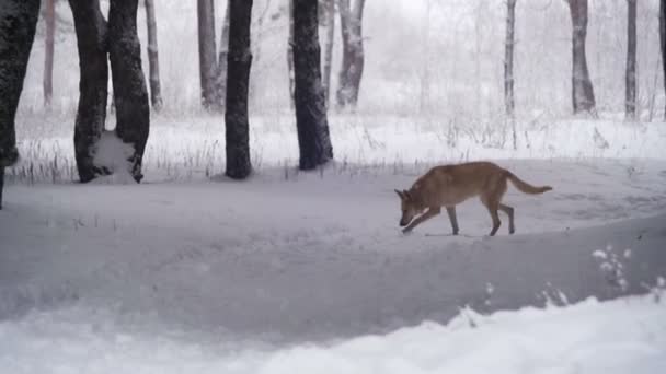 Kutya gyaloglás téli erdőben. Lassú mozgás — Stock videók
