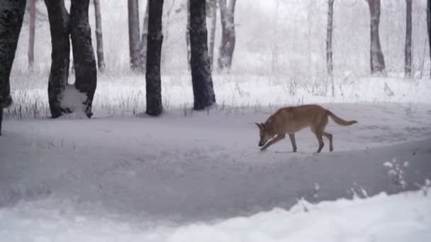 Hund promenader i vinter skog. Slow Motion — Stockvideo