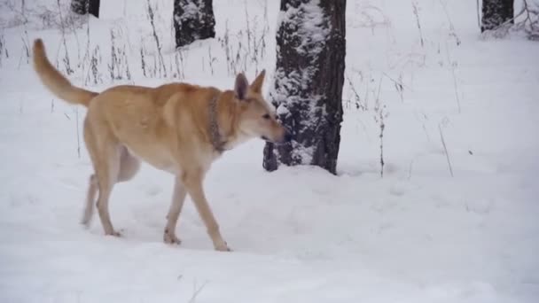 Hund promenader i vinter skog. Slow Motion — Stockvideo