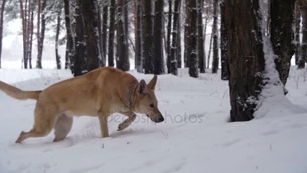 Hund promenader i vinter skog. Slow Motion — Stockvideo