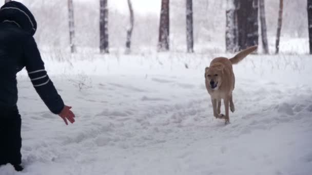 Kvinna med hund promenader i skogen vinter. Slow Motion — Stockvideo