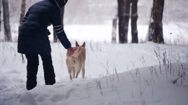 Женщина с собакой гуляет в зимнем лесу. Slow Motion — стоковое видео