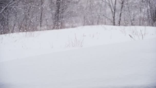 Bosque de invierno con árbol nevado. Moción lenta — Vídeos de Stock