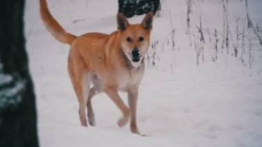 Kış ormanda yürüyen köpek. Ağır çekim
