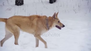 Kış ormanda yürüyen köpek. Ağır çekim