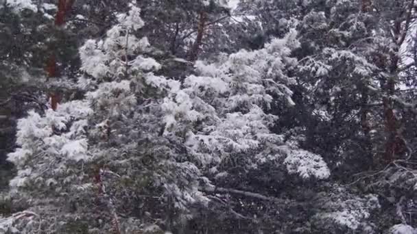 Queda de neve na floresta de pinheiros de inverno com árvores de Natal nevadas — Vídeo de Stock