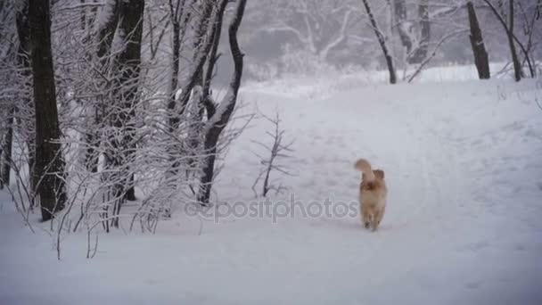 Собака, бегущая по тропе в зимнем лесу. Slow Motion — стоковое видео