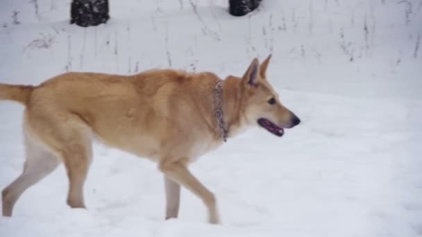 Собачья прогулка в зимнем лесу. Slow Motion — стоковое видео