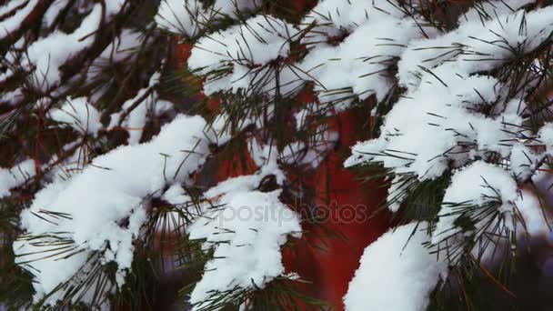 Zima w lesie sosnowym pokrytych śniegiem gałęzi choinki — Wideo stockowe