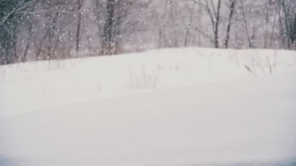 Зимовий ліс з Snowy дерево — стокове відео
