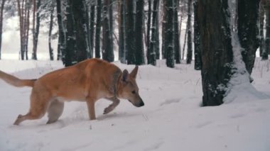 Kış ormanda yürüyen köpek. Ağır çekim