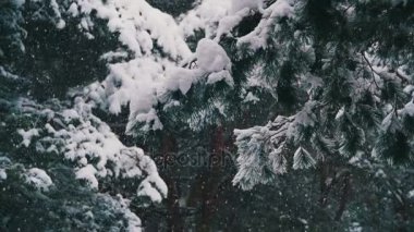 Kar karlı Noel ağaçları kış çam ormanı içinde düşüyor. Ağır çekim