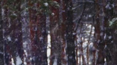 Kar yağışı ile kış çam ormanının arka plan