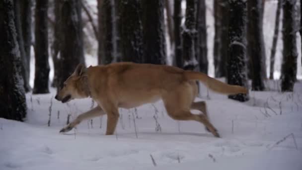 Hund promenader i vinter skog. Slow Motion — Stockvideo